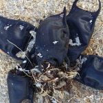 ABD’de Kıyıya Vuran Siyah Torbalar, Beklenmedik Bir Yerden Geliyor