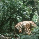 tiger-coat-researchers[1]