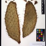 opuntia_rubescens_ny[1]