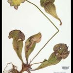 sarracenia_purpurea_ny[1]