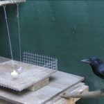 crow-weight-experiment[1]