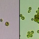 Bilim İnsanları, Tek Hücreli Algin Çok Hücreli Canlıya Evrilmesine Şahit Oldu