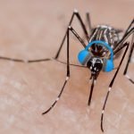 Skrillex’in Bu Şarkısı Açıldığında, Sivrisineklerin Isırma İsteği Azalıyor