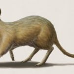 Araştırmacılar Nesli Tükenmiş Olan Bir Memeli Türü Keşfetti