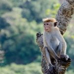 Çinli Araştırmacılar, Maymunlara İnsan Beynindeki Bir Geni Yerleştirdiler