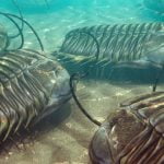 Kambriyen Patlamasına Yön Veren Etmen Bulunmuş Olabilir