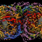 Kök Hücre Bölünmesinin İlk Detaylı Modeli Oluşturuldu