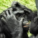 Anne Bonobolar, Erkek Çocuklarının Dişi Bulmasına Yardımcı Oluyor