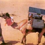 camel-vaccine-transport[1]