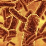 Şimdiye Kadarki En Yapay Yaşam Biçimi Oluşturuldu