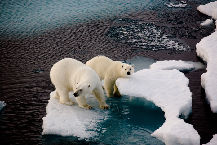 Kutup ayıları yalnızca Arktik’te, Kuzey kutbuna yakın bölgelerde yaşar. 