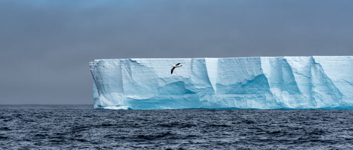 Antarktika’da yaşayan 40’ın üzerinde kuş türü arasında Albatros da yer alıyor.