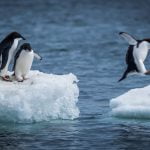 Kutup ayıları penguenlerin tadını bilmezler. Çünkü doğal yaşamda ikisi neredeyse hiçbir zaman bir arada bulunmaz. Penguenler yalnızca Antarktika’da yaşar.