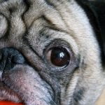 ‘Sevimli Köpek Gözü’, Köpekleri Acındırmak İçin Evrimleşmiş Olabilir