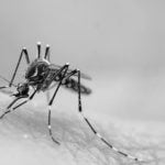 Üremeyi Durdurması İçin Genleri Değiştirilen Sivrisineklerin Deneyi Geri Tepti