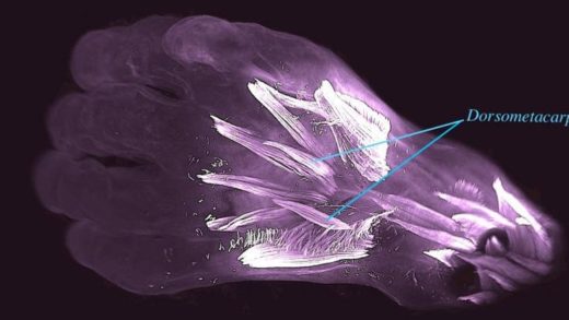 İnsan Embriyolarında Antik Sürüngenlere Ait ‘El’ Kasları Bulundu