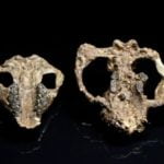 fossils-mammals-post-dinos_1_1024[1]