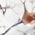 Farelerin Beyinlerinde Cinsiyete Özgü Beyin Hücreleri Keşfedildi