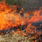 Orman Yangınlarına Karşı ‘Aşı’ Görevi Gören Bir Malzeme Üretildi