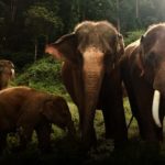 Neden Üç Bacaklı Hayvan Yok?