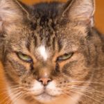 Kedinizin Bir Yeri mi Ağrıyor? Kedinin Yüzü, İnce İpuçları Barındırıyor Olabilir