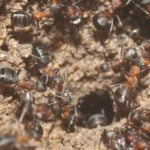 Sovyet Nükleer Sığınağında Yıllarca Hapsolan Karıncalar, Ürkütücü Bir Yöntemle Hayatta Kalmış
