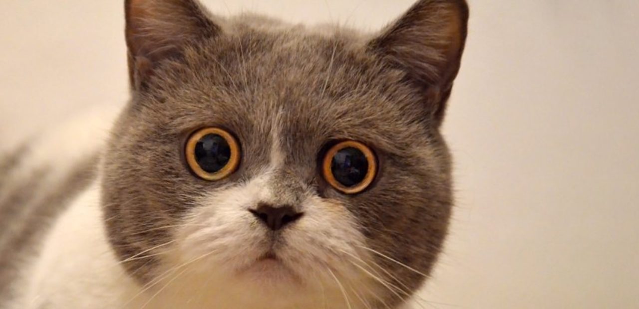 Yeni Çalışmaya Göre Kedilerin Yüz İfadeleri Var Fakat Onları Okumakta