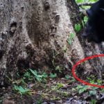 Şempanzeler, Belirgin Bir Sebep Olmadan Ağaçlara Taş Atıp Bağırıyor