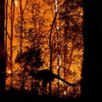 Orman yangınları, Daha Önce Kitlesel Yok Oluşlara Yol Açmıştı. Aynı Şey Yine Olabilir