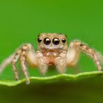Örümceklerden Nefret Eden Örümcek Bilimci ve Diğer İlginç Hikayeler