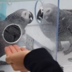 Bu Papağanlar, Çıkar Gözetmeden Birbirlerine İyilik Yapıyor