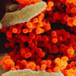 İnsanlarda Yeni Koronavirüse Karşı En Hassas Olan Hücre Tipleri Bulunmuş Olabilir