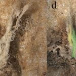 Keşfedilen En Eski El Yapımı İp, İnsanlar Tarafından Yapılmamış