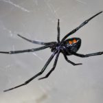 Örümcek Adam Olmak İçin Kendilerini Örümceğe Isırtan Çocuklar Hastanelik Oldu