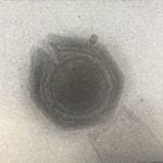 Dev Virüsler, DNA’larını Bir Geçit Üzerinden Aktarıyor. Onları Neyin Tetiklediği İse Artık Biliniyor