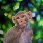 Maymunlarda Yapılan Çalışmalar, Aşının Koronavirüse Karşı Bağışıklık Sağladığını Gösteriyor