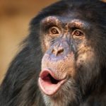 Şempanzeler Dudaklarını İnsan Diline Benzer Ritimlerle Şapırdatıyor