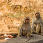 Hindistan’da COVID-19 Kan Örneklerini Çalan Maymun