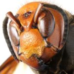 ‘Katil Eşek Arıları’ ABD’de