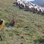 Koyun Güden ve Ekinleri Kontrol Eden Robot Köpek
