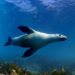 Binlerce Tür, Kitleler Halinde Kutuplara Kaçıyor ve Bir Kalıp Ortaya Çıkıyor