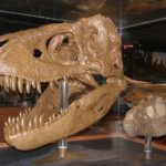T. Rex Nasıl Büyük Bir Etçile Dönüşüyordu?