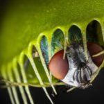 Bitkiler Nasıl Et Yer Hale Geldi?