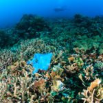 Denizdeki Plastikler, 20 Yıl Sonra Bile Bozulmuyor