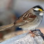 20 Yıllık Araştırma, Serçeler Arasında Moda Olan Şarkının İzini Sürüyor