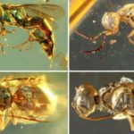 Kehribarda Korunmuş Böcekler, 99 Milyon Yıl Sonra Bile Parlıyor