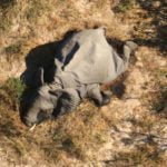 Botsvana’da 350 Fil Gizemli Şekilde Öldü
