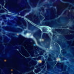 Beyindeki Hücre Ağı, Nöronlara Enerji Sağlıyor