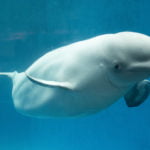 İnsanlar Gibi Beyaz Balinalar da Aile Bağlarının Ötesinde Sosyal Ağlar Kurabiliyor