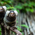 Maymunlar, Tıpkı İnsanlar Gibi Kendi Kendilerini Evcilleştirmiş Olabilir